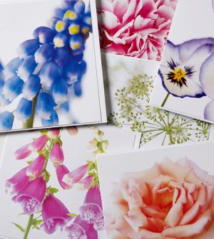 Fabulous Flowers Greetings Cards